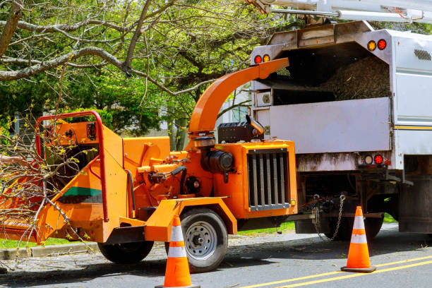 Bald Kno, AR Tree Care Services Company