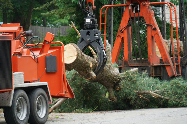 How Our Tree Care Process Works  in  Bald Kno, AR