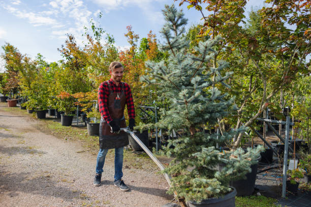 Mulching Services in Bald Kno, AR